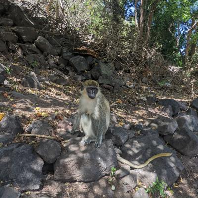 Monkeys in St.Kitts