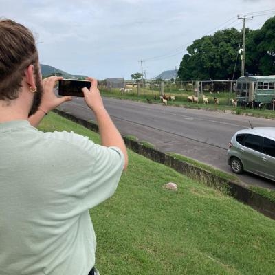 Researcher Bri Matusovsky takes a picture of a herd of goats wandering along the side of the road.
